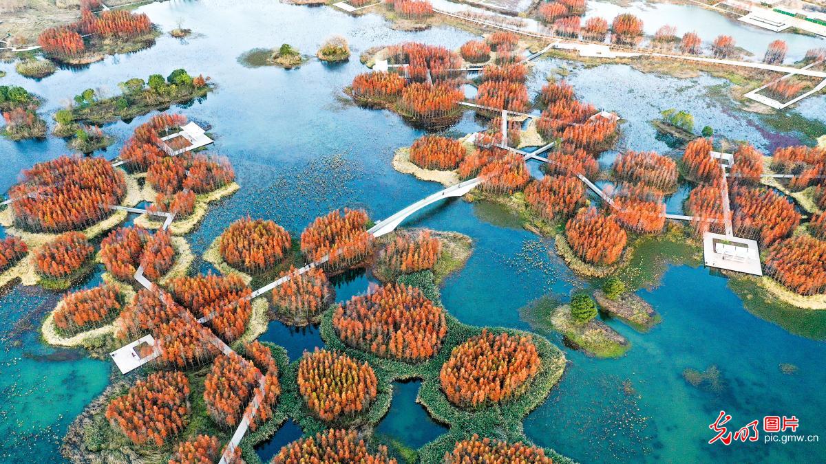 In Pics: Winter scenery of wetland in E China's Jiangxi