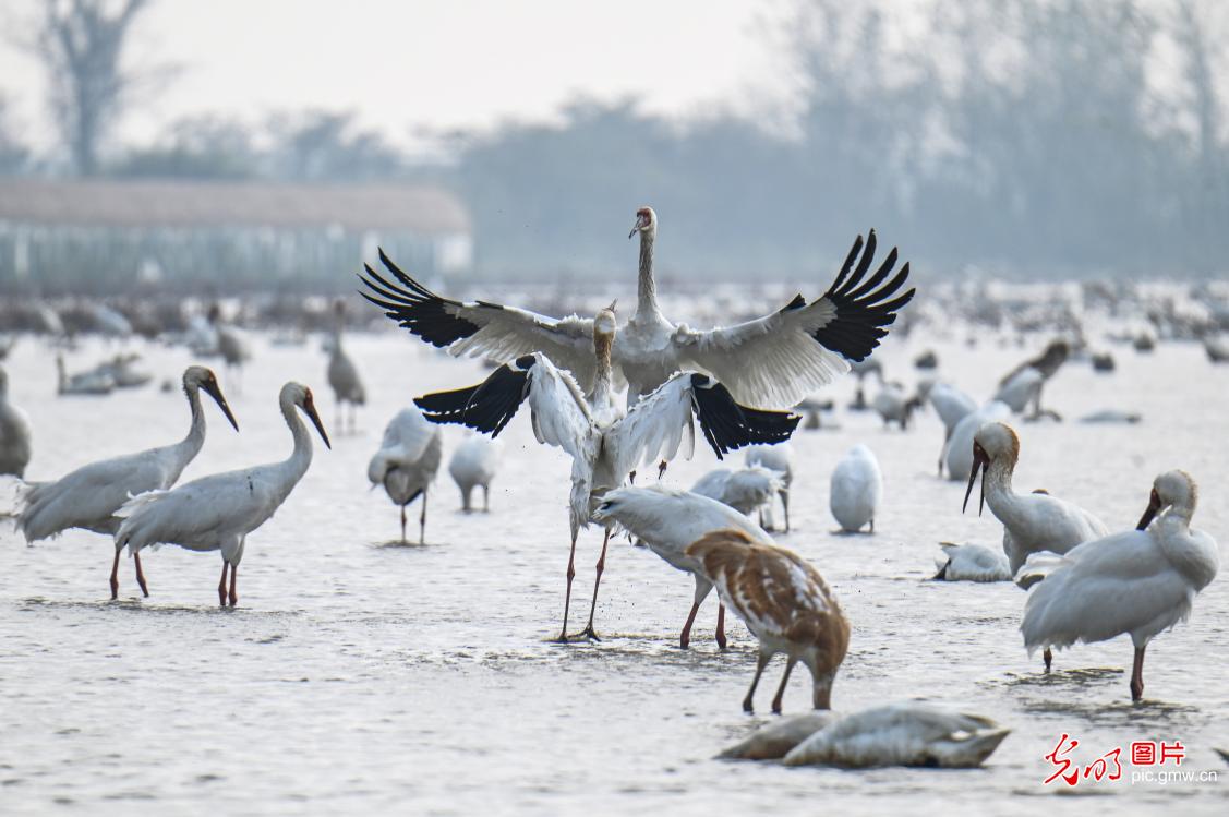 Migratory birds resting on Poyang Lake in E China's Jiangxi