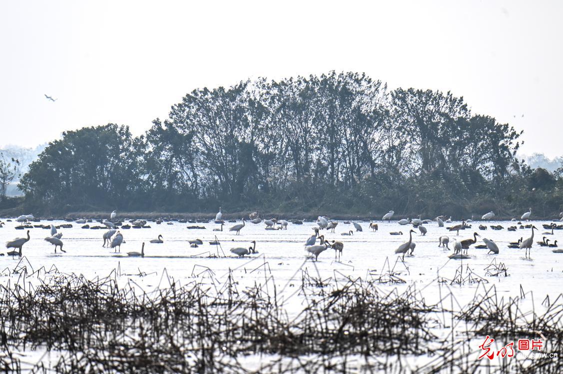Migratory birds resting on Poyang Lake in E China's Jiangxi