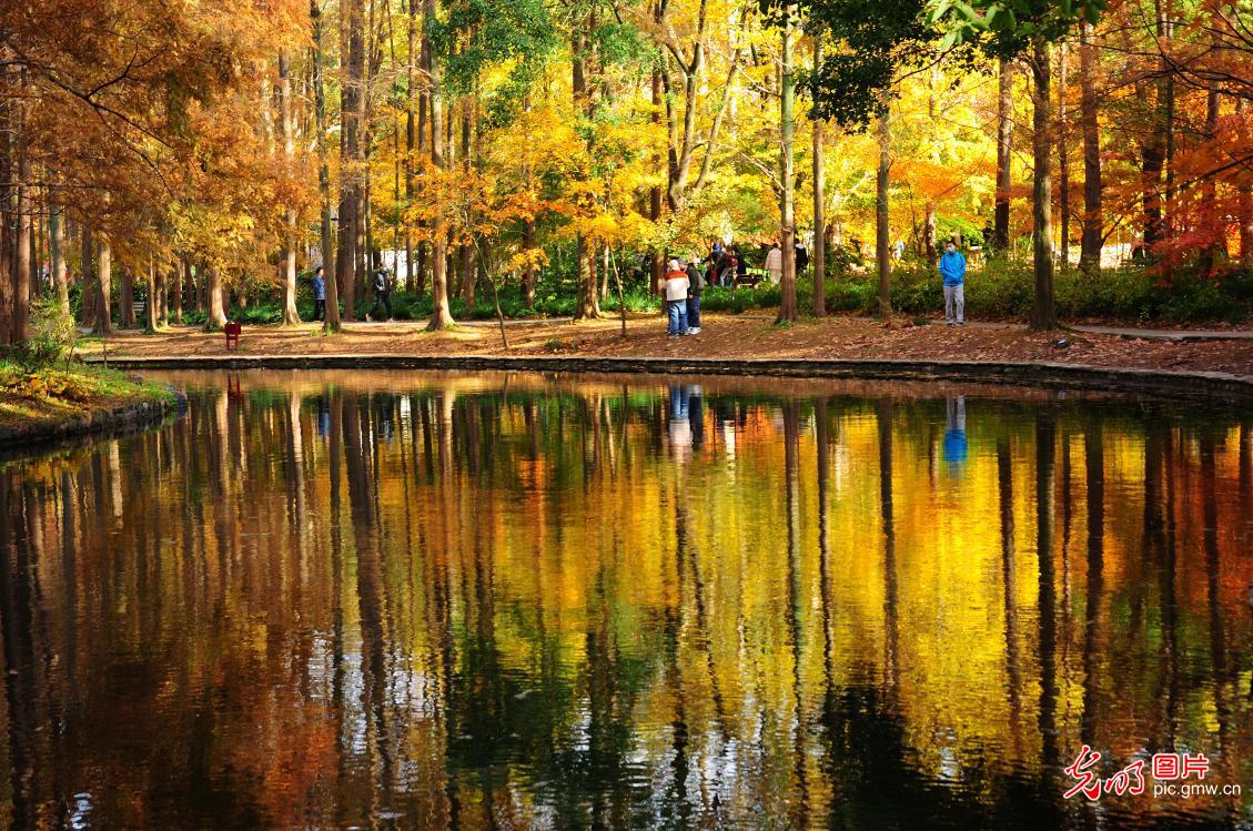 Winter scenery of forest park in E China's Shanghai