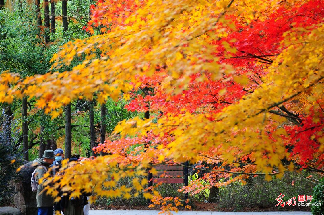 Winter scenery of forest park in E China's Shanghai