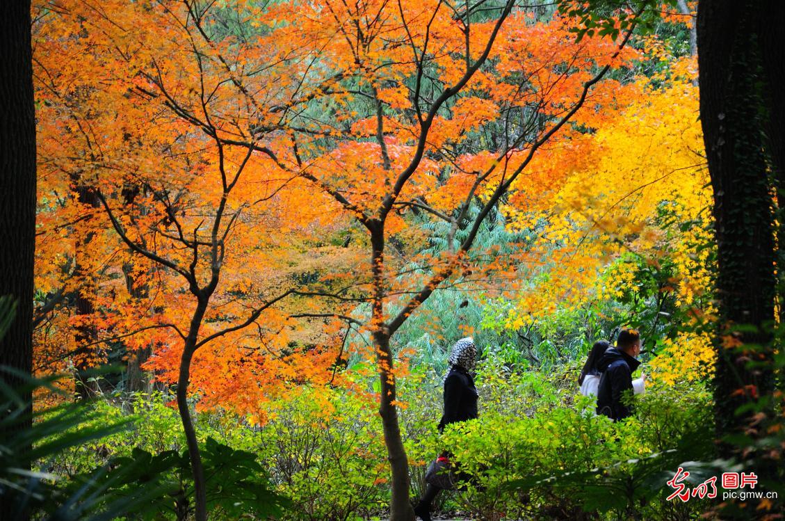 Winter scenery of forest park in E China's Shanghai