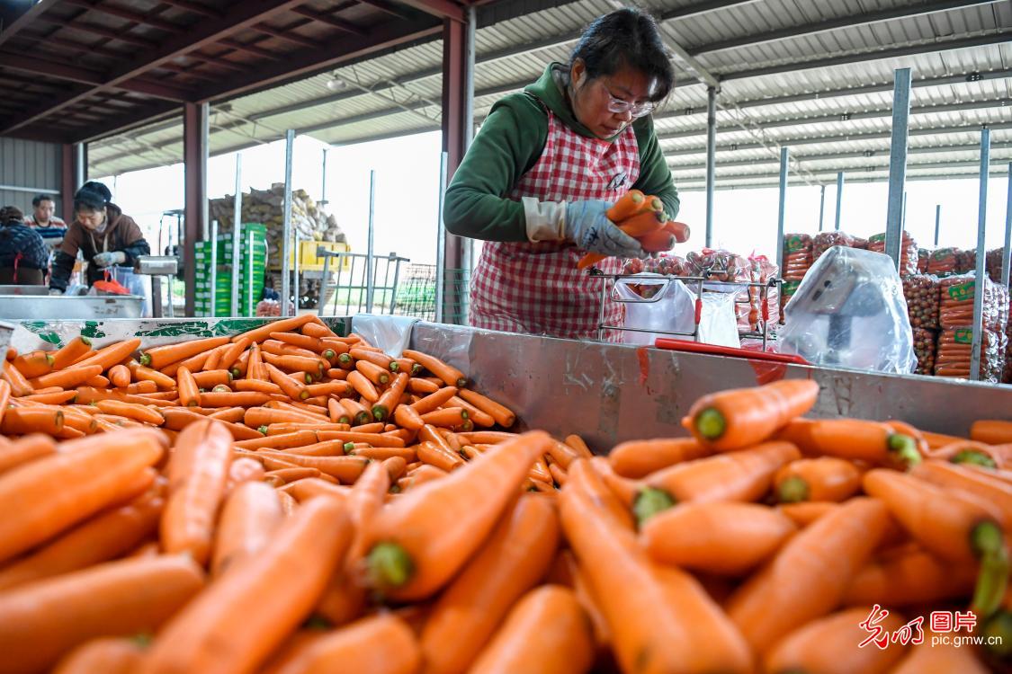 Newly harvested carrots ready to be dispatched in E China's Jiangxi