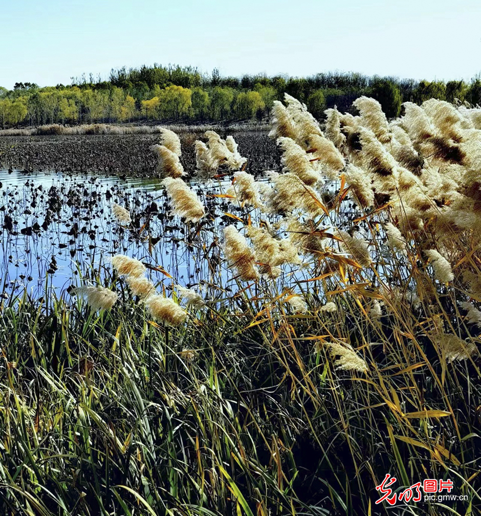 In pics: Nanhaizi Park, largest wetland park in Beijing
