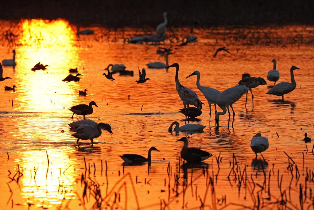 In pics: migratory birds at sanctuary by Poyang Lake in east China