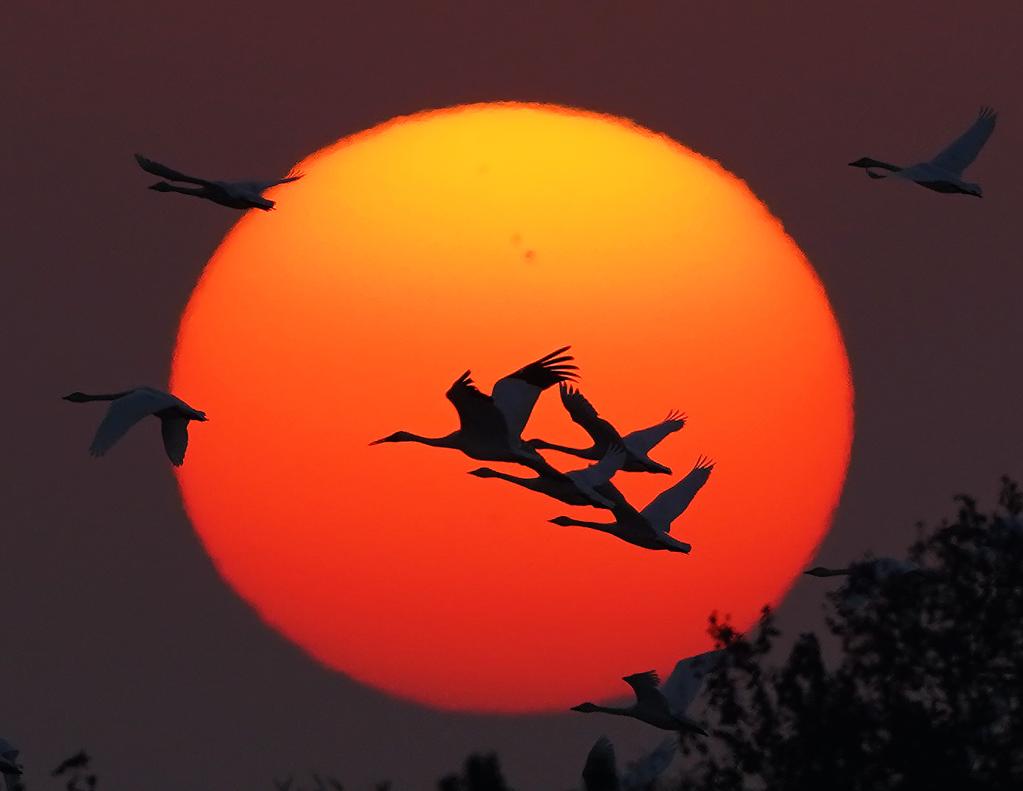 In pics: migratory birds at sanctuary by Poyang Lake in east China