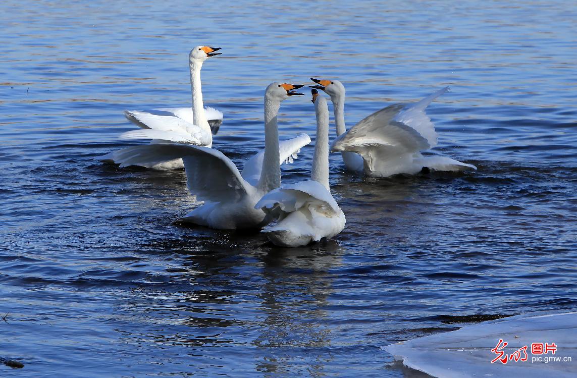 Swan foraging in NE China's Liaoning