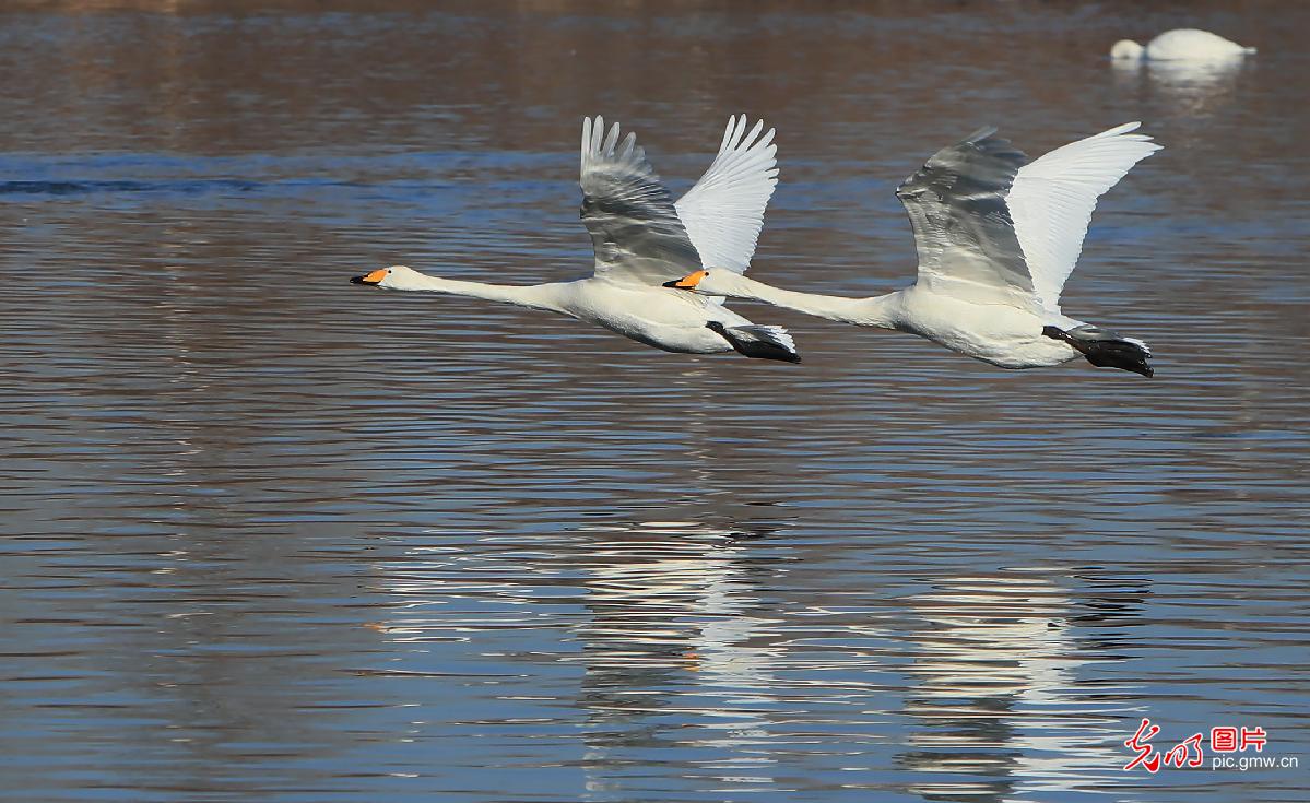 Swan foraging in NE China's Liaoning