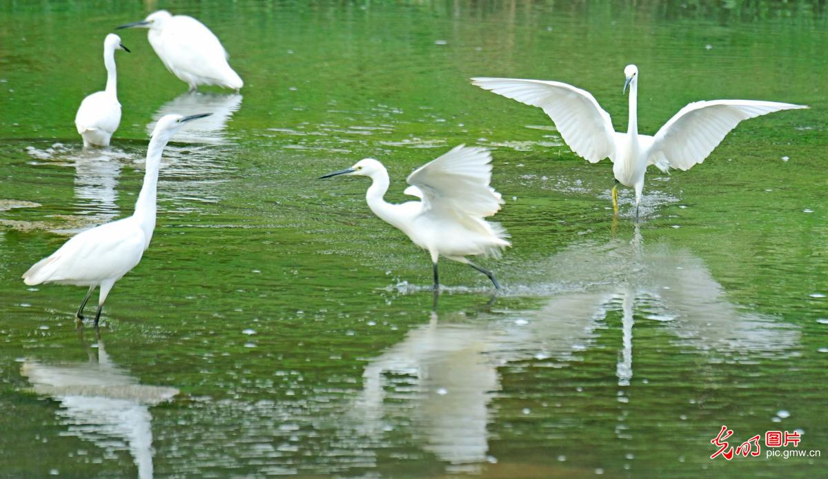 Mile City of SW China’s Yunnan: birds fluttering in river