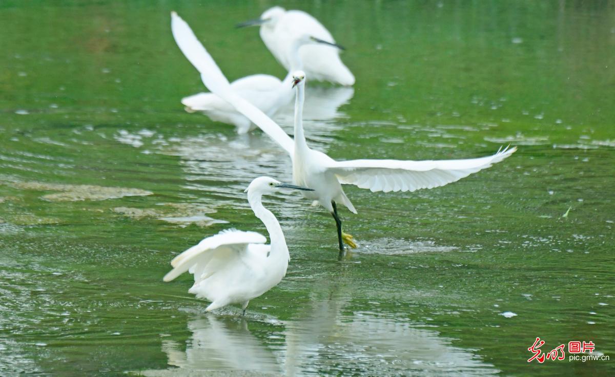 Mile City of SW China’s Yunnan: birds fluttering in river