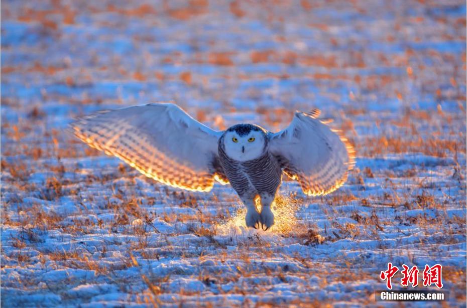 Snowy owls seen at Argun Grassland in N China’s Inner Mongolia