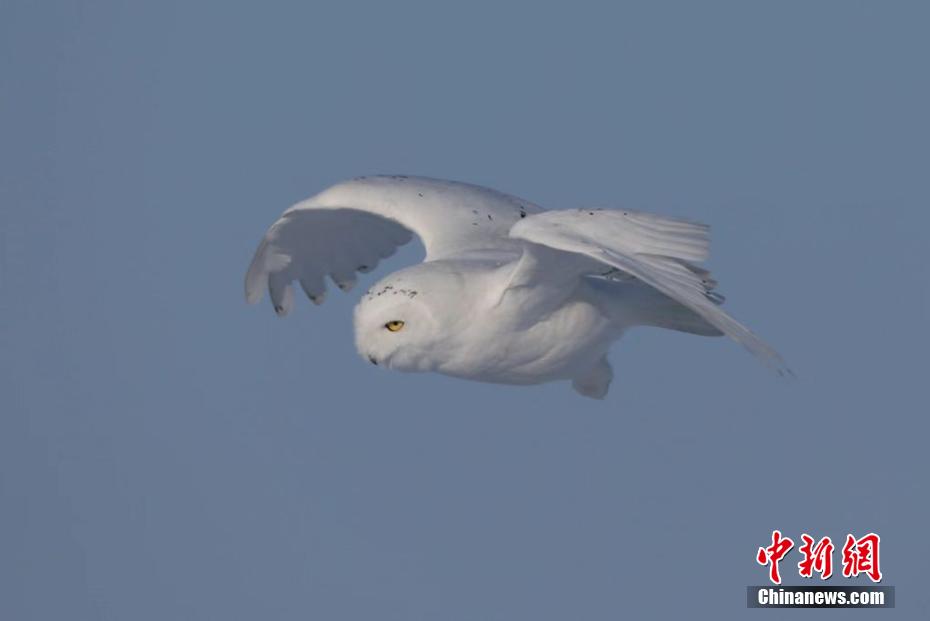 Snowy owls seen at Argun Grassland in N China’s Inner Mongolia
