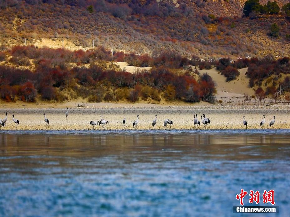 Black-necked cranes seen in SW China’s Tibet
