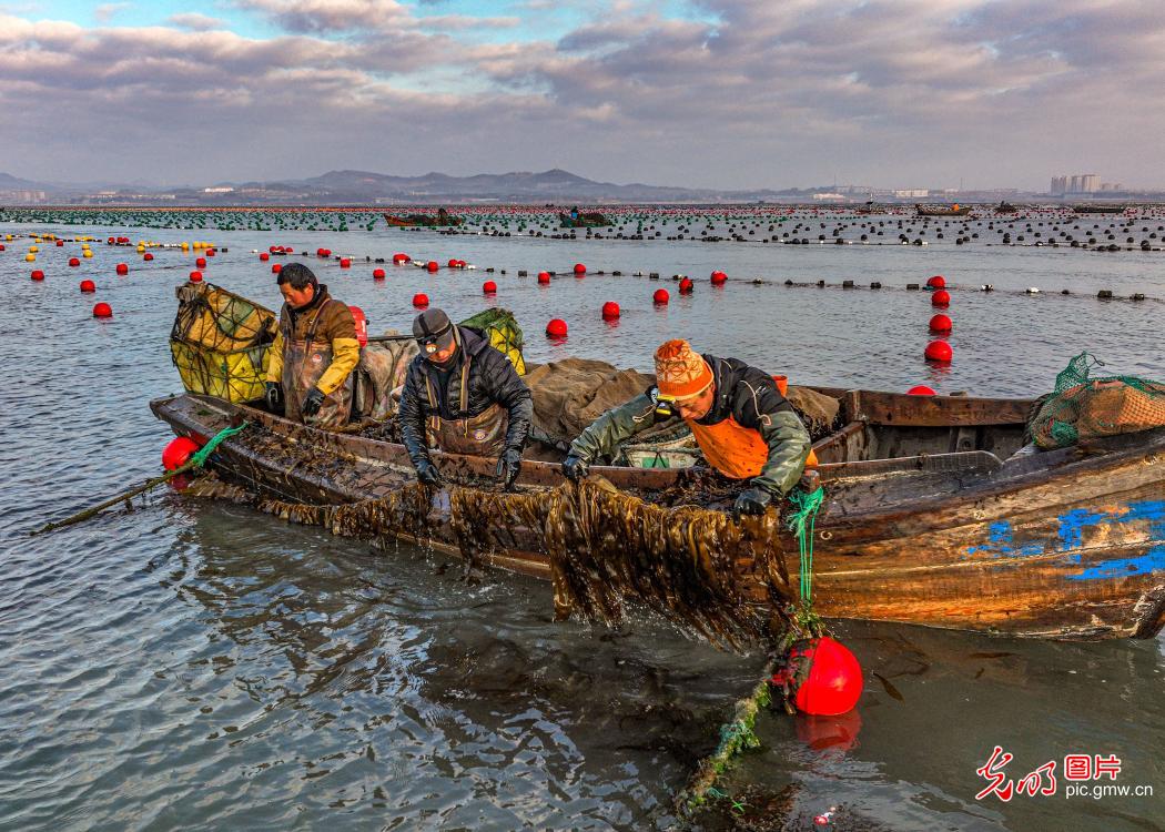 Rongcheng City of N China’s Shandong: busy winter plowing at marine ranching