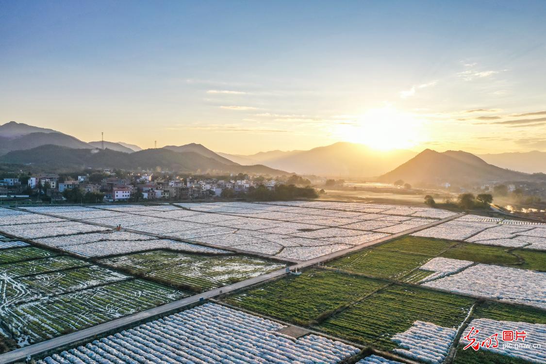 Farmers mulch for taro fields in C China's Hunan