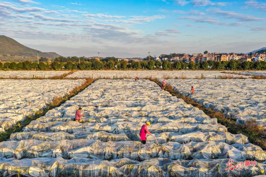 Farmers mulch for taro fields in C China's Hunan