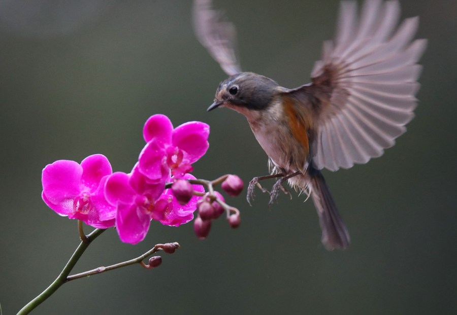 Decade of migratory bird conservation progress in Hunan