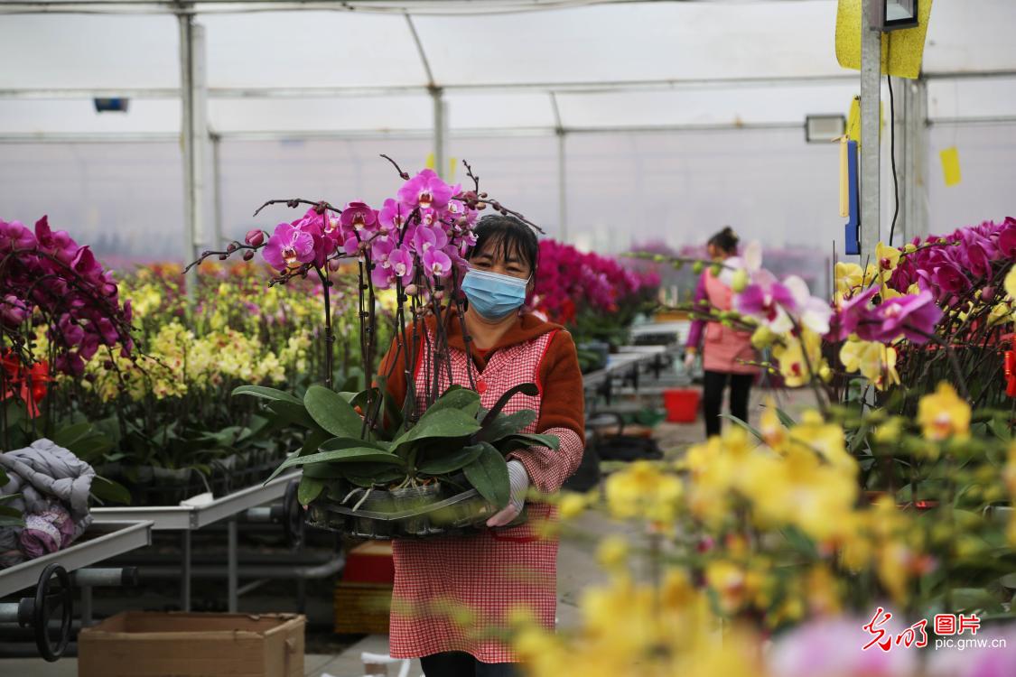 Potted flowers sell well as Chinese New Year approaches