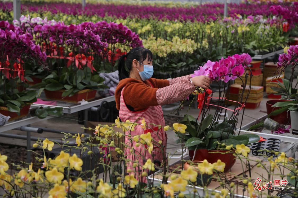 Potted flowers sell well as Chinese New Year approaches
