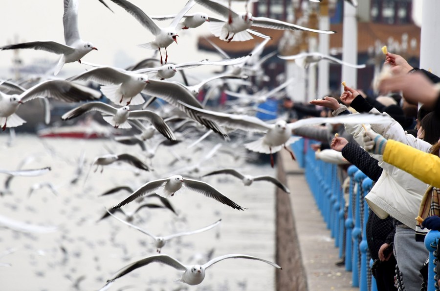People Watch seagulls during Spring Festival holiday in E China's Shandong