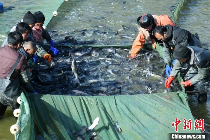 Fishermen start fishing in C China’s Henan Province
