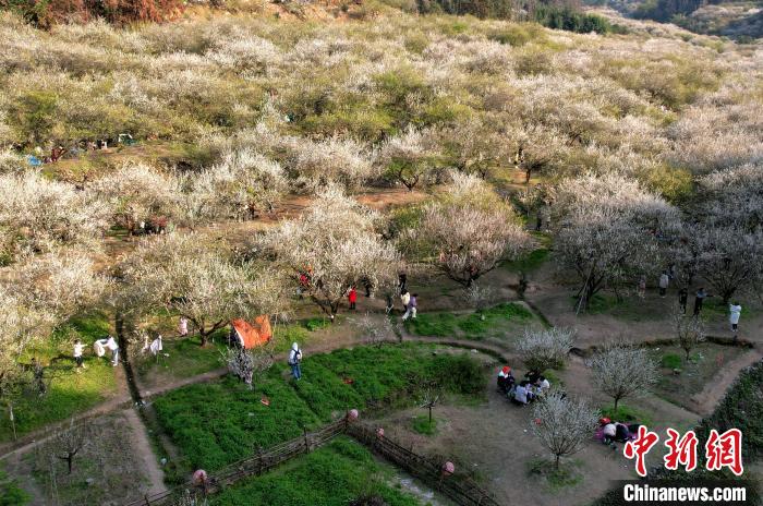 Citizens visit plum flowers in SE China’s Fujian Province