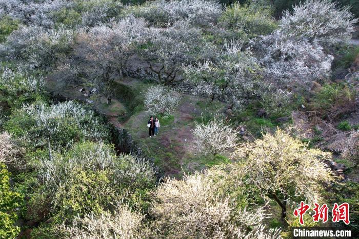 Citizens visit plum flowers in SE China’s Fujian Province