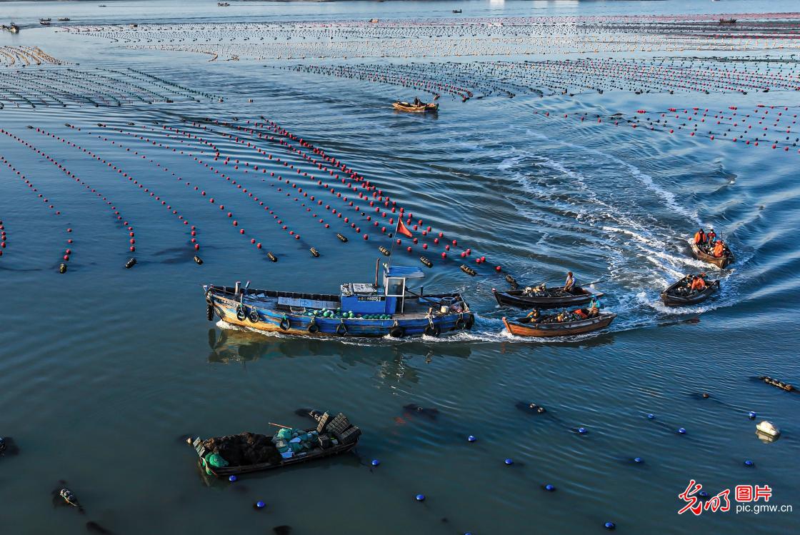 Aquaculture work carried out in E China's Shandong