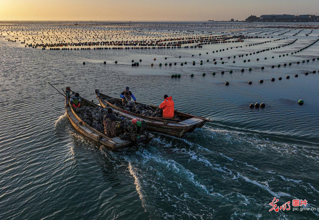 Aquaculture work carried out in E China's Shandong