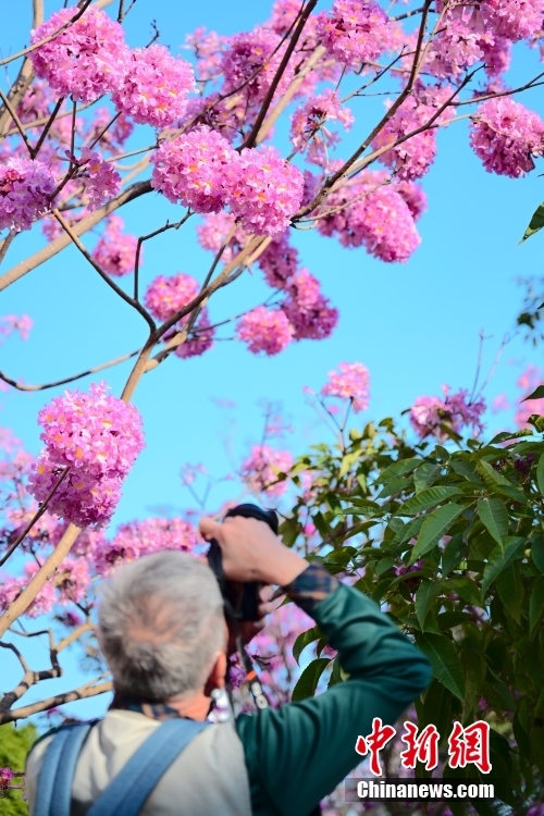 Blooming pink trumpet tree flowers attract tourists in S China’s Guangdong Province
