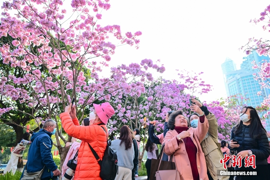 Blooming pink trumpet tree flowers attract tourists in S China’s Guangdong Province