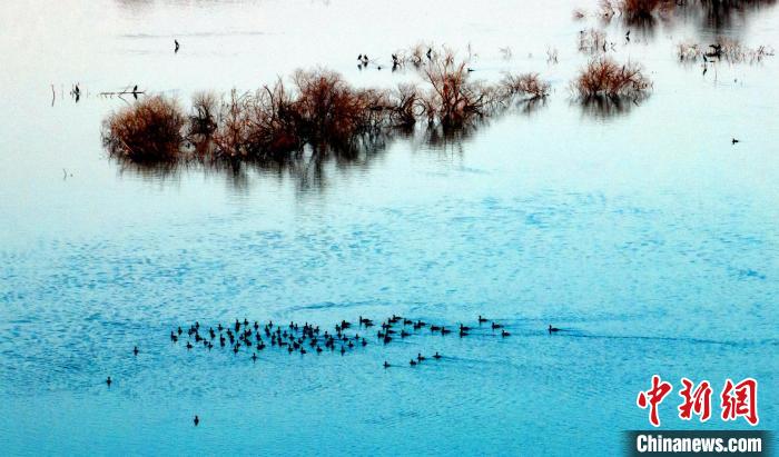 Tens of thousands of migrant birds seen in C China’s Hubei Province