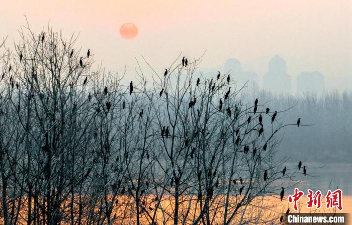 Tens of thousands of migrant birds seen in C China’s Hubei Province