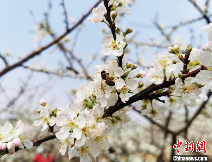Picturesque scenery of blooming plum flowers in S China’s Guangxi