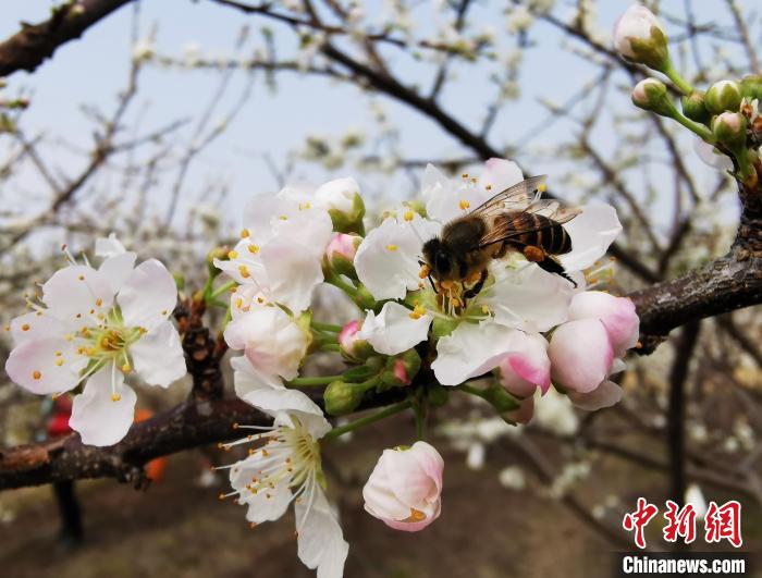 Picturesque scenery of blooming plum flowers in S China’s Guangxi