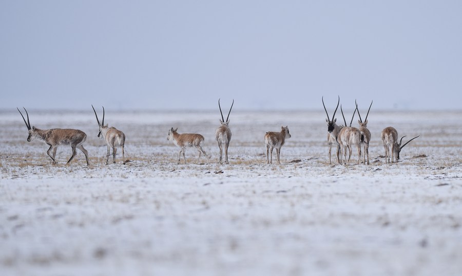 Xinhua Headlines: 
