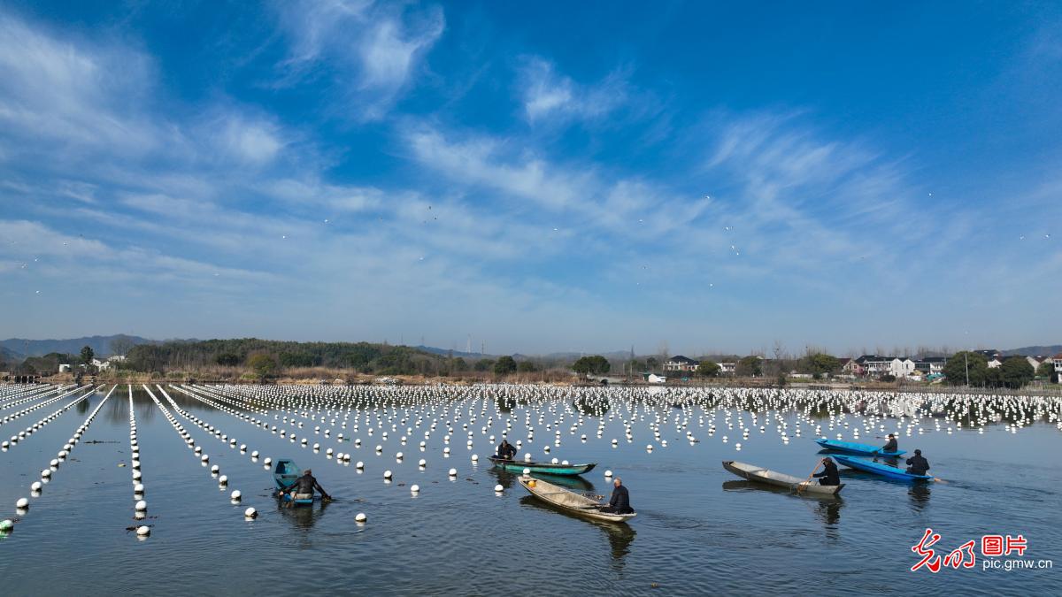 Spring farming on water in E China's Zhejiang