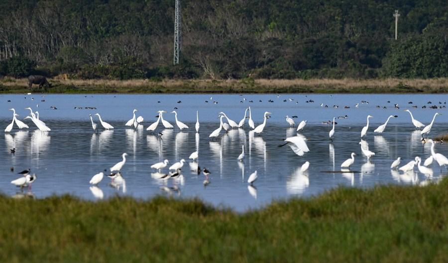Loss of world's wetlands must urgently be reversed: Convention on Wetlands