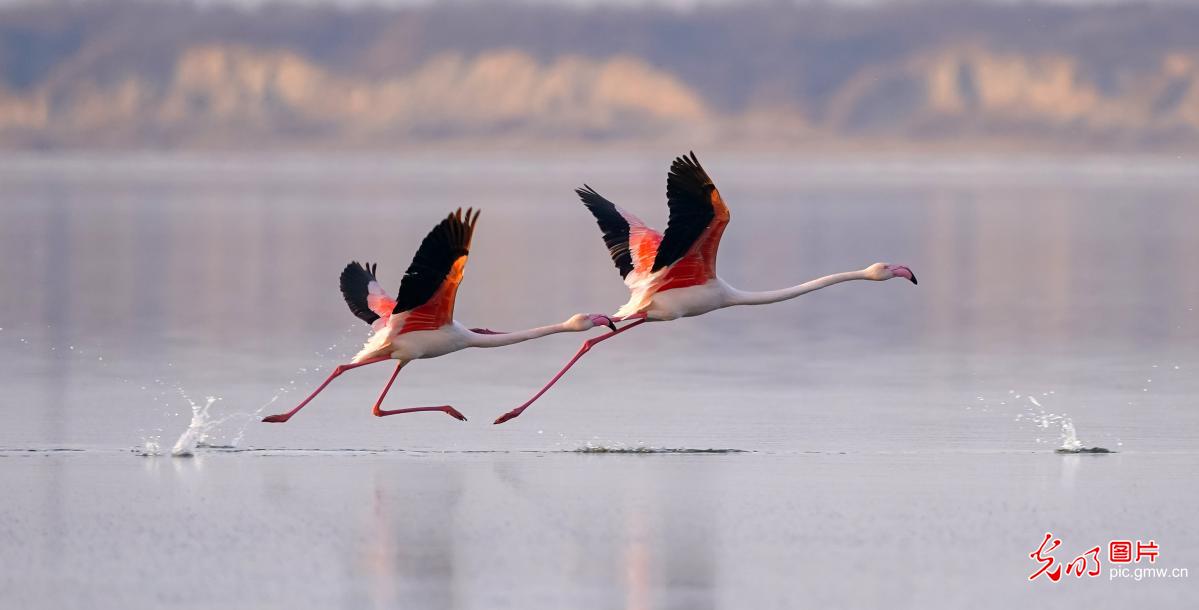 Wild flamingos fly to Salt Lake in N China's Shanxi for wintering