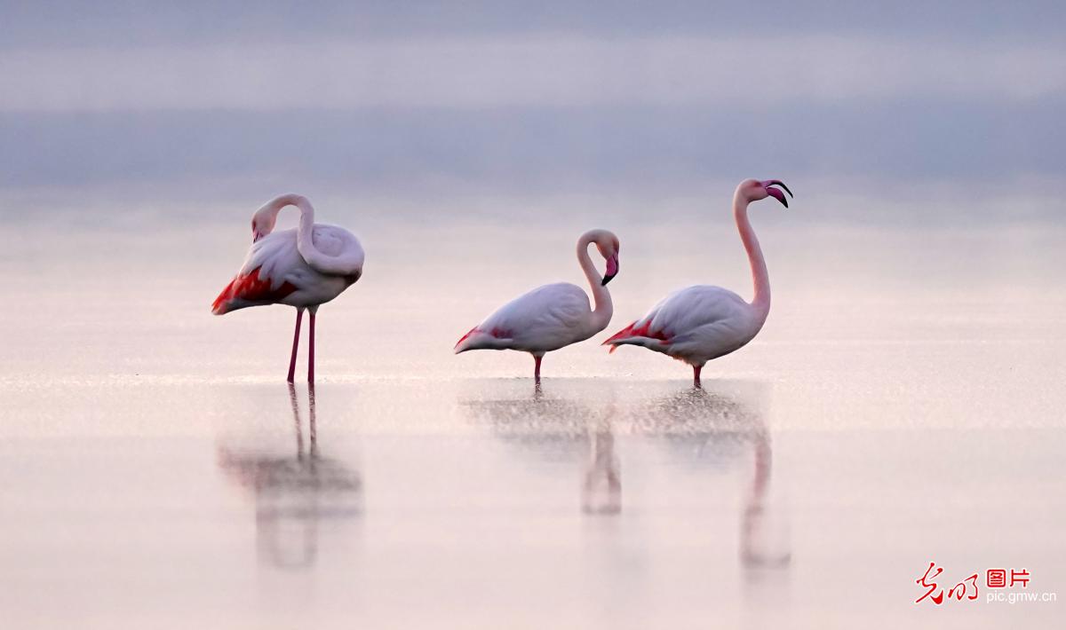 Wild flamingos fly to Salt Lake in N China's Shanxi for wintering