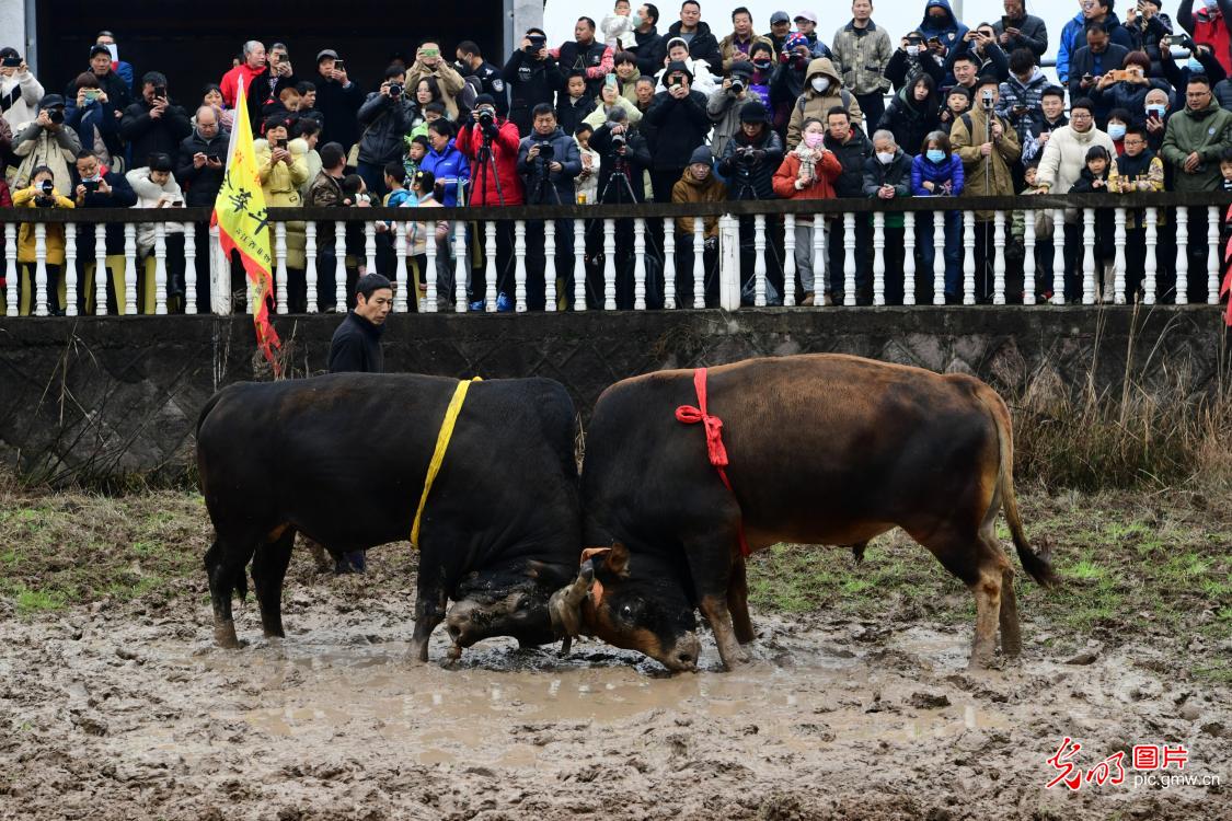 Traditional bullfighting held to wish for harvest in E China's Zhejiang