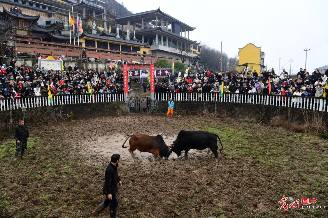 Traditional bullfighting held to wish for harvest in E China's Zhejiang