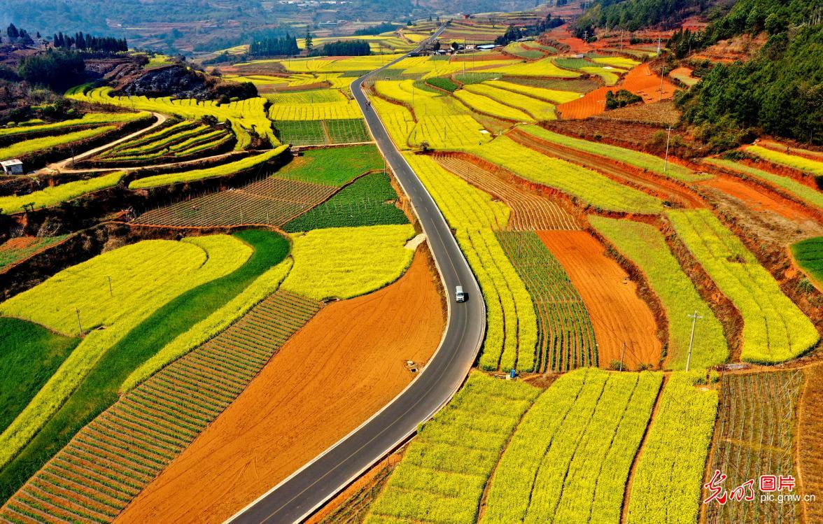 Rapeseed flowers in full bloom in SW China's Yunnan