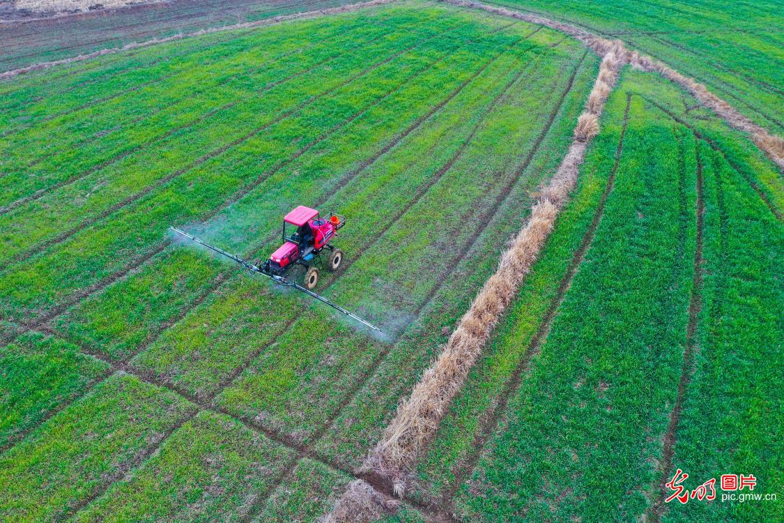 Farmers carry out spring management in C China's Henan