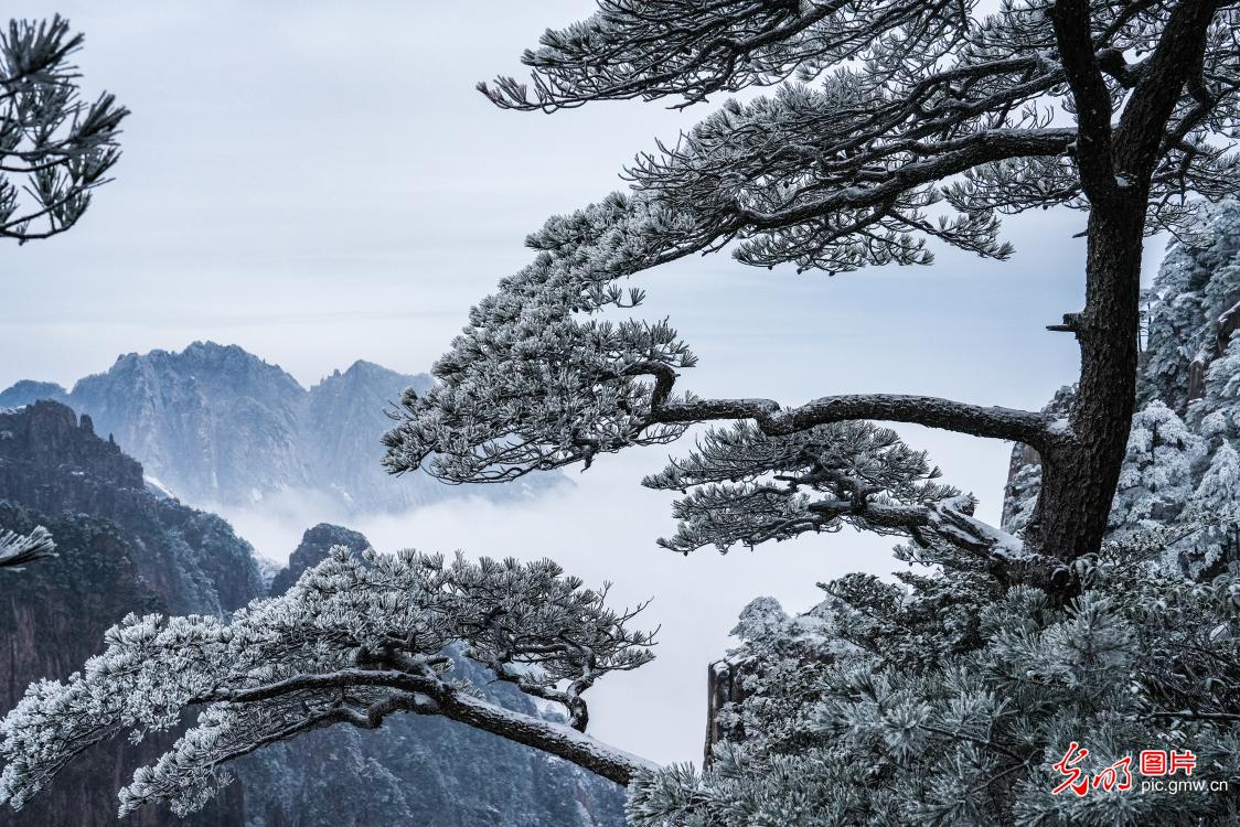 Rime scenery seen at E China's Mount Huangshan