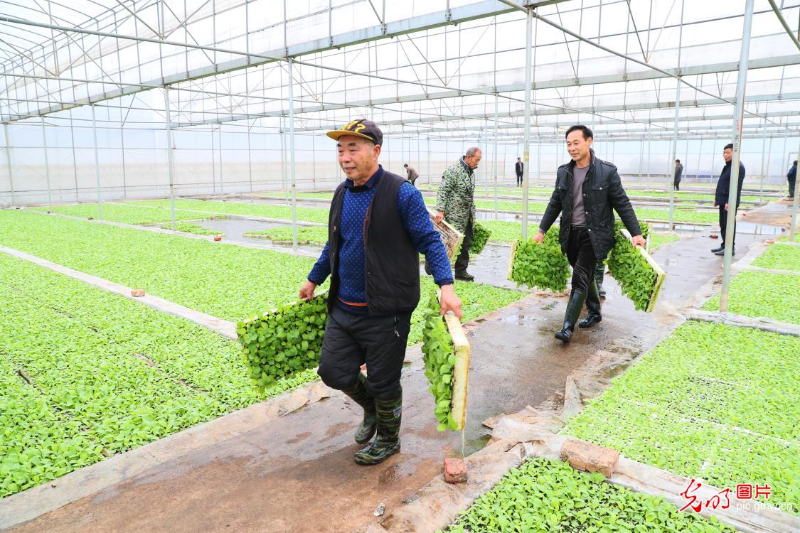 Scientific two-stage seedling promote spring farming in C China's Hunan