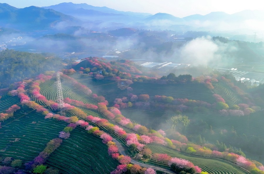 InPics: Cherry blossoms bloom in southeast China's Fujian