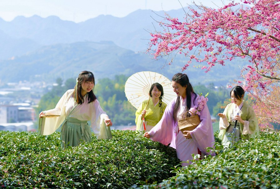 InPics: Cherry blossoms bloom in southeast China's Fujian