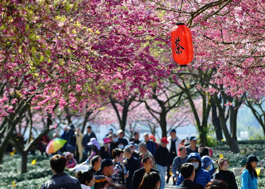 InPics: Cherry blossoms bloom in southeast China's Fujian