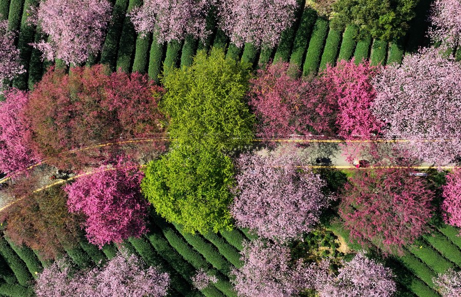 InPics: Cherry blossoms bloom in southeast China's Fujian